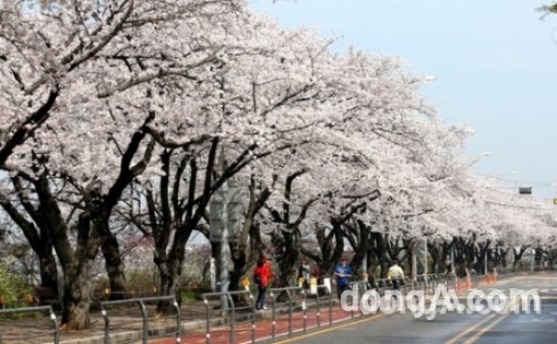▲ 서울 여의도 벚꽃 축제