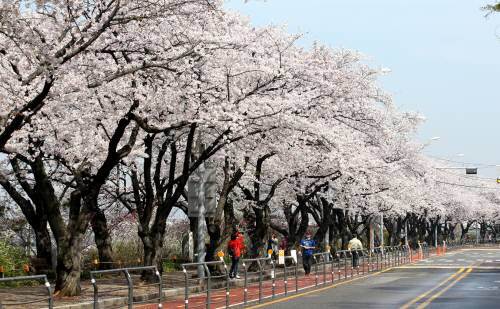 사진=서울 영등포구 여의도 윤중로(동아일보DB)