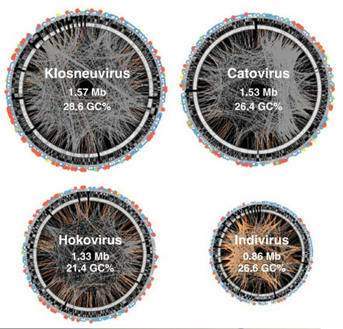 연구진은 오스트리아의 폐수처리장에서 ‘클로스노이바이러스’를 포함한 4개의 새로운 거대 바이러스를 발견했다. 나머지는 카토바이러스, 호코바이
러스, 인디바이러스로 유전체의 크기는 모두 1Mb(메가베이스) 내외다. 사이언스 제공