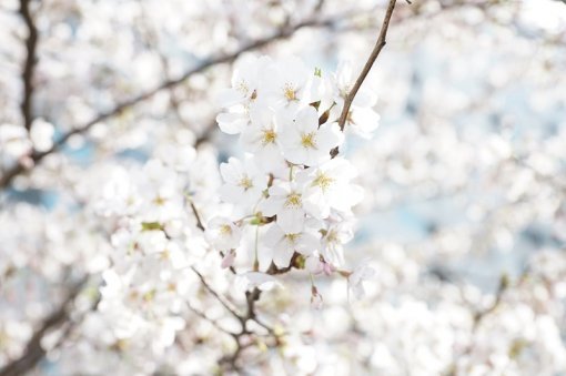 봄의 상징 중 하나인 벚꽃을 촬영한 이미지.(출처=IT동아)