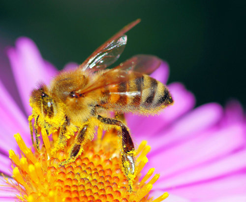 꿀을 따러 꽃을 찾을 때 벌의 다리에 식물의 꽃가루가 묻는다. 이 벌이 다른 꽃으로 이동하면 다리에 붙어 있던 꽃가루가 붙어 수분이 이뤄진다. ⓒCC0