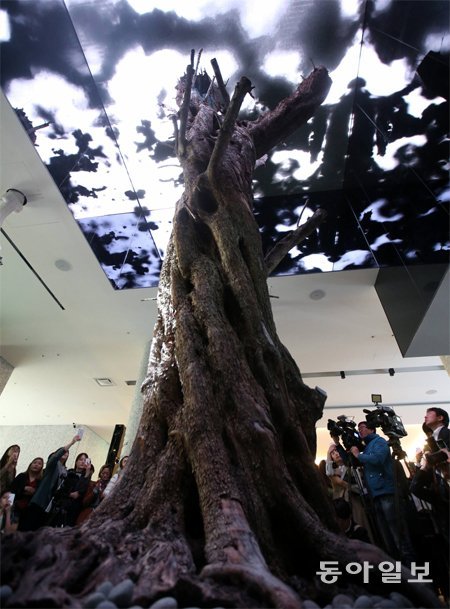 13일 오전 서울 광진구 워커힐로 ‘비스타 워커힐 호텔’ 1층 로비에서 800년 된 올리브 고목과 발광다이오드(LED) 영상, 
레이저 등 미디어 아트가 어우러진 퍼포먼스가 열리고 있다. 장승윤 기자 tomato99@donga.com