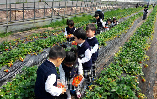 어린이들이 ‘농촌관광 으뜸촌 기차여행’ 체험마을로 선정된 강원 속초시 하도문쌈채마을에 견학 와서 딸기를 직접 수확해보고 있다. 농림축산식품부 제공