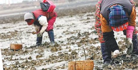 서산 간월도 갯벌