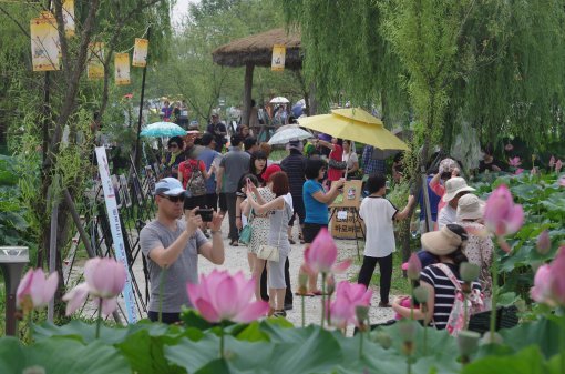 세계문화유산이 산재한 충남 부여에서는 서동왕자와 선화공주 사랑이야기가 서려 있는 서동연꽃축제가 7월 7일부터 16일까지 열린다. 부여군 제공