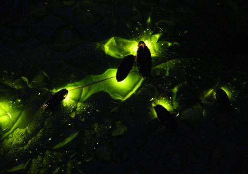 사진=반디랜드(동아일보DB)