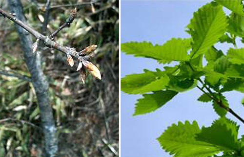 월출산국립공원 속 신갈나무가 봄과 함께 첫 잎을 내기 위해 움이 돋은 모습(왼쪽 사진). 오른쪽은 개엽이 완료된 신갈나무. 국립공원관리공단 제공