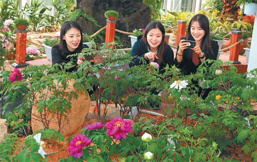 전남 강진군 영랑 생가 옆 세계모란공원을 찾은 방문객들이 모란꽃을 구경하고 있다.국내 최대 규모의 세계모란공원은 지난달 28일 개장했다. 강진군 제공