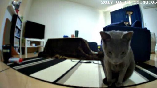개인 앱으로 집에 있는 고양이를 보고 있는 영상