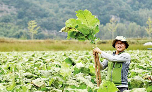 유화성 부용농산 대표가 경북 안동시 풍천면 광덕리 밭에서 수확한 우엉을 보여주고 있다. 부용농산 제공