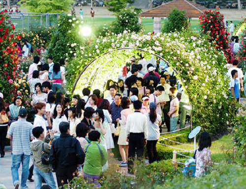 조선대 장미정원에 만개한 장미꽃을 구경하려는 시민과 학생들의 발길이 이어지고 있다. 조선대는 19일부터 3일간 장미축제를 연다. 조선대 제공