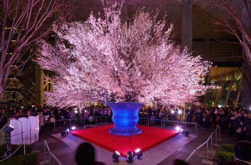 2014년 국제안과학회 오프닝 파티에 등장한 거대한 벚꽃