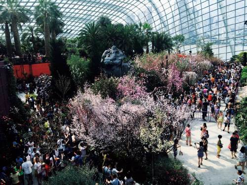 2016년 일본과 싱가포르 국교 50주년을 맞아 ‘가든스 바이 더 베이’에 개최된 벚꽃 이벤트