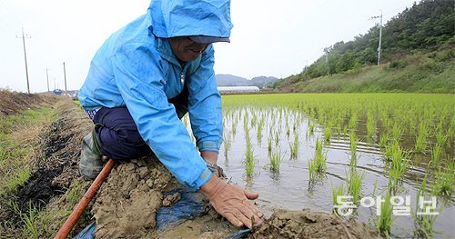 한 방울이라도 더… 최악의 가뭄 속에서 단비가 내린 6일 전남 함평군 함평읍의 한 농민이 한 방울의 물이라도 가두기 위해 논의 물꼬를 손질하고 있다. 7일까지 전국에 비가 내리지만 해갈에는 부족할 것으로 기상청은 예보했다. 함평=박영철 기자 skyblue@donga.com