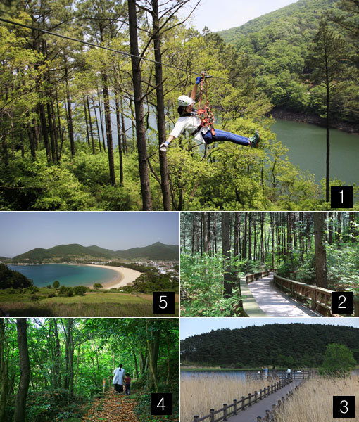 숲속 힐링과 함께 지역 명소를 함께 돌아보고 재미있는 야외 액티비티도 즐길 수 있는 휴양림이 인기다. ■1 숲속에서 느끼는 스릴, 제암산자연휴양림의 명물인 짚라인. ■2 수도권에서 가까운 청정지역 양평에 있는 산음자연휴양림의 숲속 데크길. ■3 미천골 자연휴양림과 함께 즐기면 좋은 남대천 연어생태공원의 갈대군락. ■4 국내유일 난대수목원, 완도수목원의 푸른까끔길을 걷고 있는 여행객. ■5 남해 편백자연휴양림 인근에 있는 상주 은모래비치.사진제공｜한국관광공사