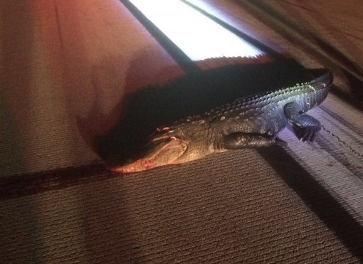 사진=브래드 피어스 페이스북