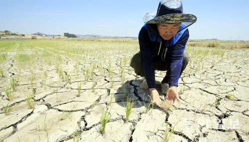 가뭄으로 바짝 마른 논에서 농민이 모를 안타깝게 보고 있다. 소규모 웅덩이를 만들어 평소에 물 관리를 하면 가뭄 피해를 줄일 수 있다. 동아일보DB