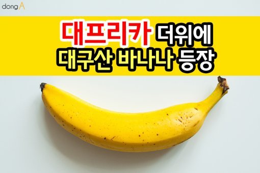 [카드뉴스]‘대프리카’ 더위에 대구산 바나나 등장