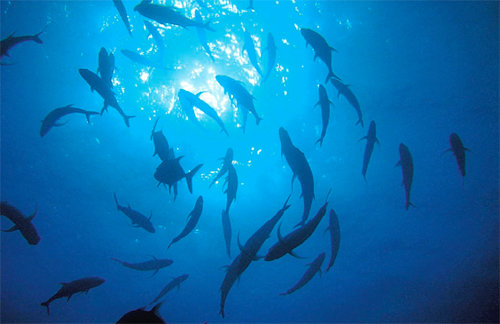 바닷속을 헤엄치는 수많은 물고기만큼이나 물고기의 목소리도 제각각이다. 연인을 유혹하기 위한 목소리, 영역을 지키기 위한 목소리, 적을 공격하기 위한 목소리 등 사연도 다양하다. Pixabay 제공