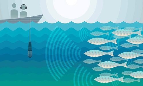 과학자들은 물고기들이 내는 소리를 분석해 수산자원 관리에 활용하려 하고 있다. 산란기에 사랑을 나누기 위해 모여드는 물고기들을 보호하면 수산자원의 지속 가능성을 높일 수 있다. 미국 텍사스대 제공