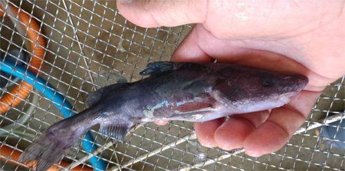 지난달 30일 약 40년 만에 처음으로 금강 하류에서 잡힌 민물고기 종어. 국립수산과학원 제공