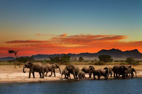 동물의 왕국이 눈앞에 펼쳐지는 아프리카는 어릴 적 꿈꿔본 동물들을 눈앞에서 만나 볼 수 있는 매력적인 곳이다. 롯데관광 제공