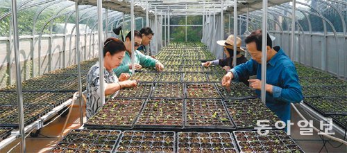 13일 서울 종로구 행촌권 도시농업시범마을 육묘장에서 주민들이 어린모의 상태를 꼼꼼하게 살펴보고 있다. 홍진환 기자 jean@donga.com