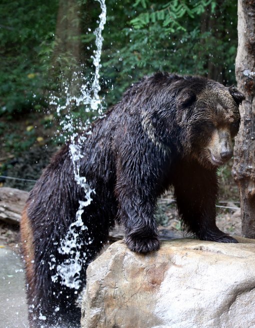 무더위, 동물들의 여름나기
1년 중 해가 가장 높이 뜨는 절기인 하지를 맞은 21일 오전 경기 용인시 에버랜드 동물원의 곰이 더위를 식히고 있다.