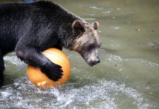 무더위, 동물들의 여름나기
1년 중 해가 가장 높이 뜨는 절기인 하지를 맞은 21일 오전 경기 용인시 에버랜드 동물원의 곰이 더위를 식히고 있다.