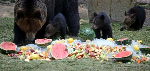 무더위, 얼음과일 먹는 곰가족
1년 중 해가 가장 높이 뜨는 절기인 하지를 맞은 21일 오전 경기 용인시 에버랜드 동물원의 곰가족이 동물원이 제공한 ‘얼음과일’을 먹으며 더위를 식히고 있다.