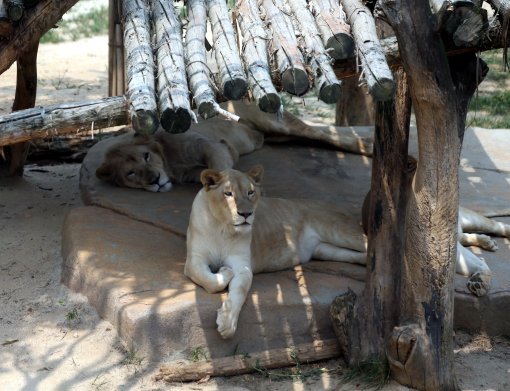 무더위, 그늘에서 더위피하는 사자들
1년 중 해가 가장 높이 뜨는 절기인 하지를 맞은 21일 오전 경기 용인시 에버랜드 동물원에서 사자들이 그늘에서 더위를 식히고 있다.
