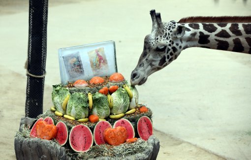 기린의 날, 더위식히는 기린들
1년 중 해가 가장 높이 뜨는 절기인 하지를 맞은 21일 오전 경기 용인시 에버랜드 동물원에서 기린들이 기린의날을 맞아 동물원측이 준비한 채소를 먹고 있다.