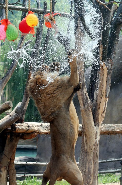 무더위, 물풍선 터뜨리는 사자
1년 중 해가 가장 높이 뜨는 절기인 하지를 맞은 21일 오전 경기 용인시 에버랜드 동물원에서 사자가 동물원 측이 준비한 물풍선을 터뜨리고 있다.