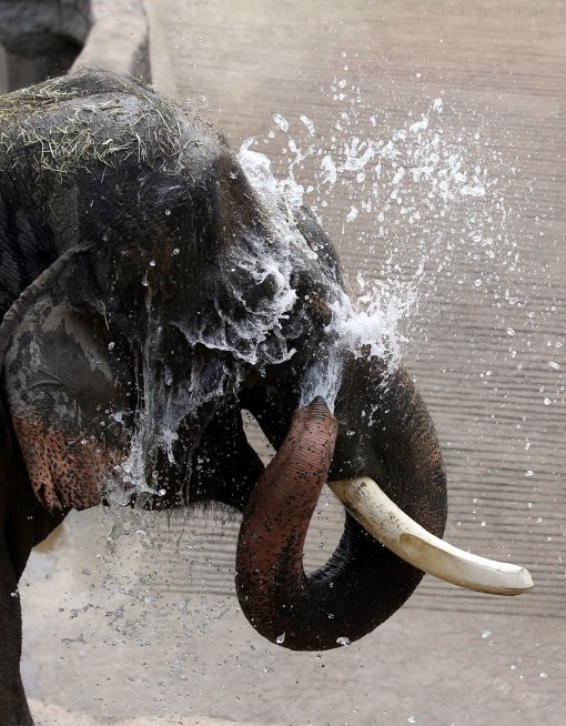 무더위, 물풍선 터뜨리는 사자
1년 중 해가 가장 높이 뜨는 절기인 하지를 맞은 21일 오전 경기 용인시 에버랜드 동물원에서 사자가 동물원 측이 준비한 물풍선을 터뜨리고 있다.