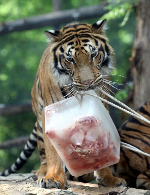 무더위, 얼음닭고기 먹는 호랑이
1년 중 해가 가장 높이 뜨는 절기인 하지를 맞은 21일 오전 경기 용인시 에버랜드 동물원에서 호랑이들이 동물원 측이 준비한 ‘얼음 닭고기’를 먹고 있다.