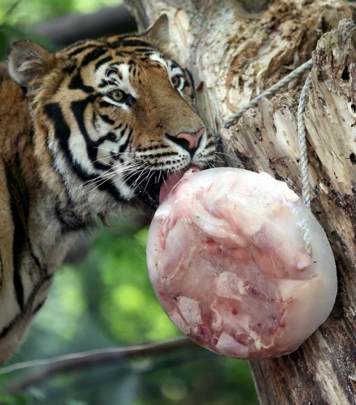 무더위, 얼음닭고기 먹는 호랑이
1년 중 해가 가장 높이 뜨는 절기인 하지를 맞은 21일 오전 경기 용인시 에버랜드 동물원에서 호랑이들이 동물원 측이 준비한 ‘얼음 닭고기’를 먹고 있다.