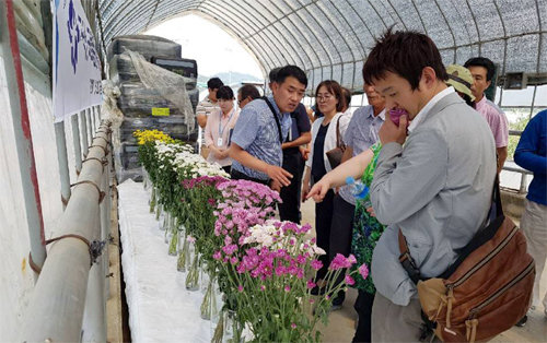 일본 바이어들이 충남 예산의 한 국화 농가 비닐하우스에서 8, 9월 일본으로 수출할 국화 품종을 살펴보고 있다. 충남도 농업기술원 제공