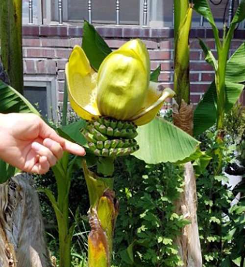 6월 중순 광주 북구의 한 주택가에 바나나가 자라 열매 맺은 모습. 광주 석곡동주민센터 제공
