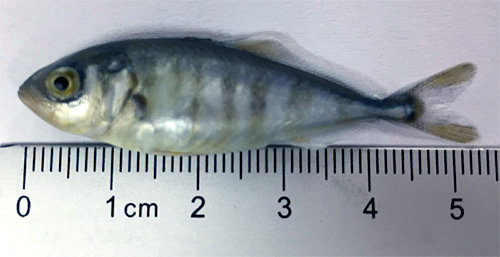 부화 후 60일이 지나 5cm 크기가 된 새끼 방어의 모습. 이 방어는 지난해 11월부터 키운 어미 방어의 수정란을 대량 채취해 부화했다. 국립수산과학원 제공