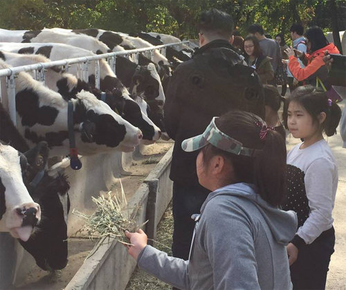 한국에서 가장 오래된 목장인 경기 용인시 농도원목장을 찾은 어린이들이 소들에게 건초를 먹여주는 체험을 하고 있다. 농도원목장 제공