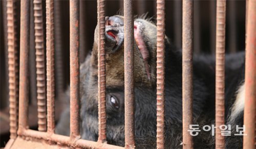 사육 곰의 지친 눈빛이 철창 밖을 향하고 있다. 짧게는 몇 년, 길게는 몇십 년간 철창에 갇혀 산 곰들은 스트레스로 쇠창살에 머리를 찧거나 고개를 흔드는 등 같은 행동을 수없이 반복한다. 하지만 바깥으로 나가는 방법이라야 도축되거나 병사하는 길뿐이다. 당진=홍진환 기자 jean@donga.com