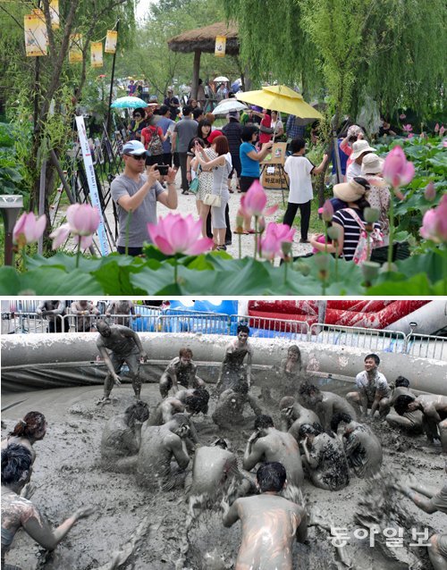 서동연꽃축제가 열리는 충남 부여읍 궁남지 10만여 평에는 수백만 송이의 연꽃과 화려한 야간조명이 일품이다(첫번째 사진). 21일 개막해 30일까지 열리는 보령 머드축제는 올해로 스무번째를 맞아 더욱 풍성하게 열린다. 이기진 기자 doyoce@donga.com·보령시 제공