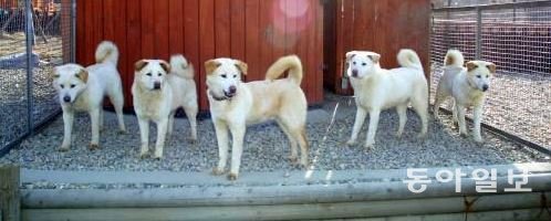 사진=풍산개/기사와 직접 관계 없는 자료사진/동아일보DB