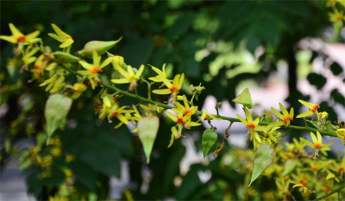 금관 모양의 꽃을 피우는 모감주나무.