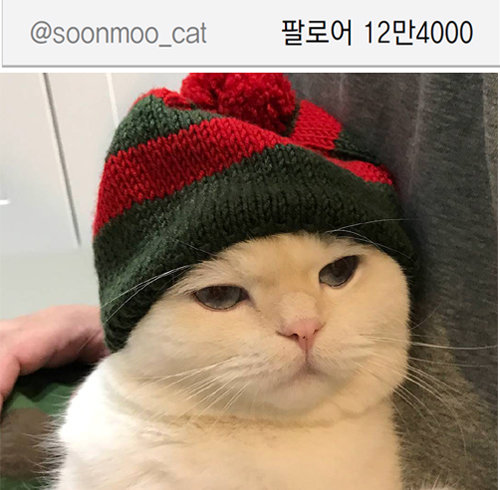 엉뚱하고 순진한 행동으로 인기를 끄는 인천의 고양이 순무. 인스타그램
