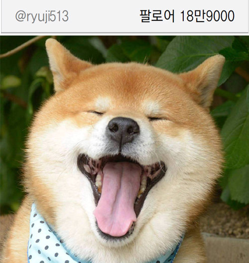 자신이 마초라고 주장하지만 얼굴은 귀여운 일본 오카야마의 개 류지. 인스타그램