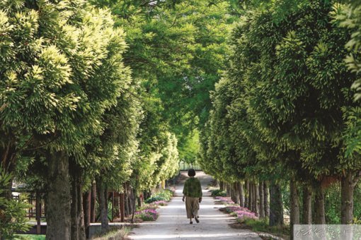 풍성하고 섬세한 잎을 뻗치듯 펼쳐내며 좌우에 도열한 황금삼나무 사이를 따라 걸어가노라면 넉넉한 자연의 품에 안기는 듯한 느낌을 갖게 된다.