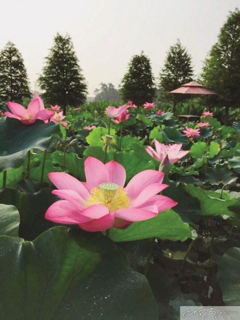 여름, 청산수목원의 주인공은 고고한 자태로 꽃잎을 피워내는 연꽃이다.