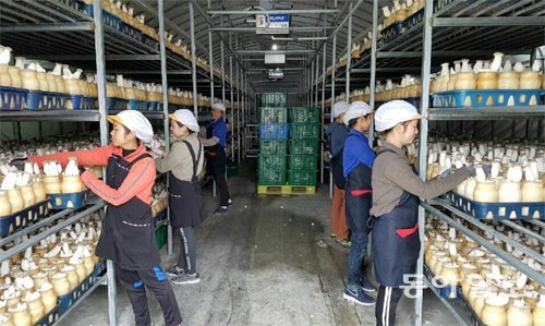 남경오가닉팜의 직원들이 새송이버섯 생육동에서 버섯 상태를 살피며 수확을 하고 있다. 강정훈 기자 manman@donga.com