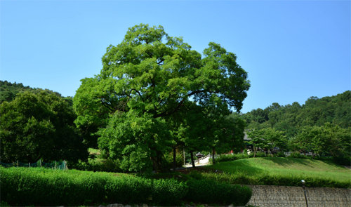 유교 문화를 상징하는 회화나무.